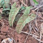 Ipomoea mombassana Leaf