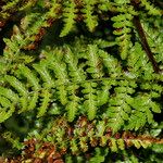 Dryopteris aemula Folio