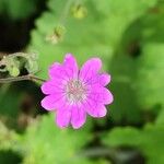 Geranium pyrenaicumFloro