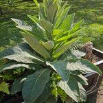 Verbascum phlomoides অভ্যাস