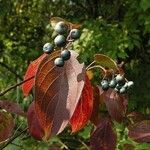 Cornus foemina Fruit