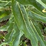 Verbascum lychnitis Leaf