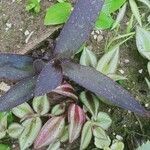 Tradescantia zebrina Blatt