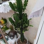Euphorbia abyssinica Hoja