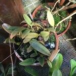 Bulbophyllum gracillimum 葉