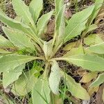 Verbascum phlomoides Leaf
