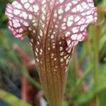 Sarracenia leucophyllaЛіст