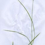 Carex brizoides Levél