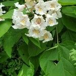 Catalpa bignonioidesFlower