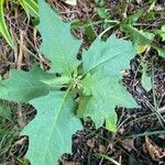 Solanum carolinense Feuille