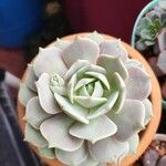 Echeveria lolaHostoa