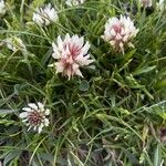 Trifolium occidentale പുഷ്പം