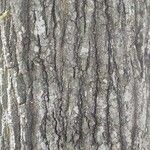 Quercus palustris خشب