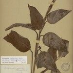 Ischnosiphon puberulus Hoja