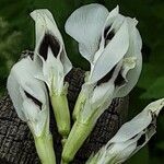 Vicia faba Flower