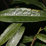 Mabea montana Leaf