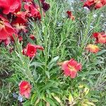 Erysimum × cheiri Habitus