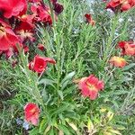 Erysimum × cheiri Хабит