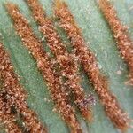 Asplenium africanum Leaf