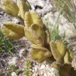 Dipcadi serotinum Fruit