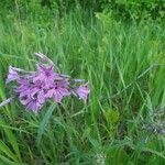 Phlox pilosa Blüte