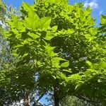 Catalpa speciosa 葉