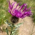 Centaurea uniflora Flower