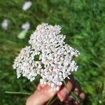 Achillea × roseoalbaΛουλούδι