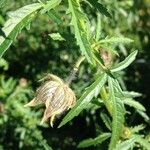 Hibiscus cannabinus Fruchs