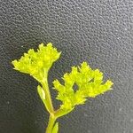 Valerianella eriocarpa Flower