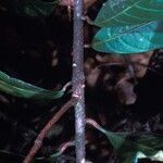 Amphirrhox longifolia Blodyn