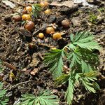 Dicentra canadensis Habitus