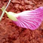 Centrosema virginianum Квітка