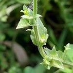 Triodanis perfoliata Blatt