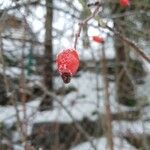 Rosa canina Fruit