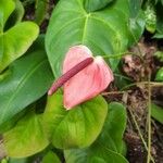 Anthurium scherzerianumBloem