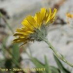 Hieracium scorzonerifolium 花
