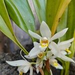 Coelogyne flaccida Çiçek