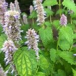 Agastache foeniculumപുഷ്പം