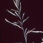 Cinna arundinacea Blomst