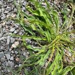 Scorzonera austriaca Leaf