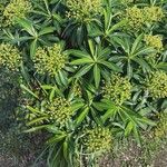 Euphorbia stygiana Hoja