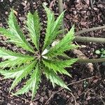 Crambe arborea Hoja