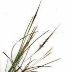 Heteropogon contortus Otro
