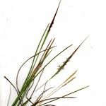 Heteropogon contortus Άλλα