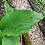 Curcuma longa 葉