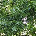 Juglans californica Ліст