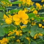 Senna occidentalis Flower