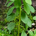 Euphorbia peplus Escorça