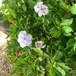 Brunfelsia uniflora Kvet